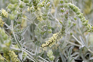 Ironwort Sideritis syriaca, mountain tea with yellow flowers photo